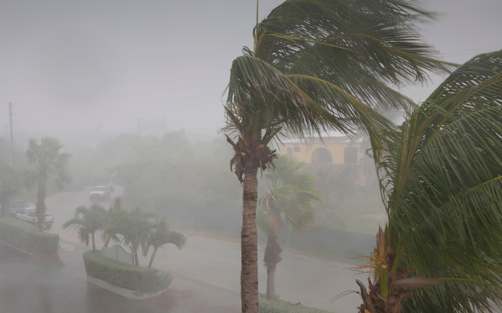 Palm trees swaying in the wind from a tropical storm