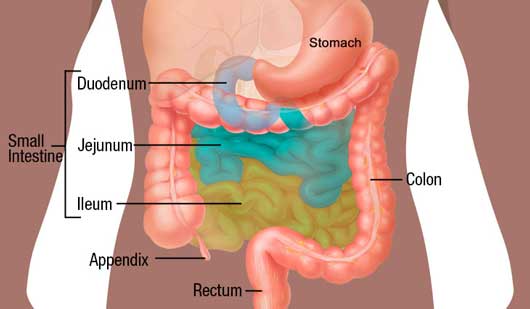 Parts of the Gastrointestinal Tract